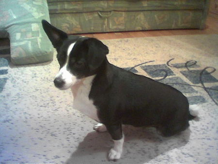 Jack-Russell-Terrier Hunde Foto 27779 Jack-Russell-Terrier Das ist Kimmi