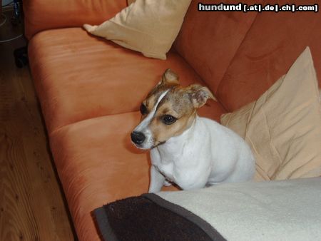 Jack-Russell-Terrier Hunde Foto 14872 Jack-Russell-Terrier Ich höre etwas!!!
