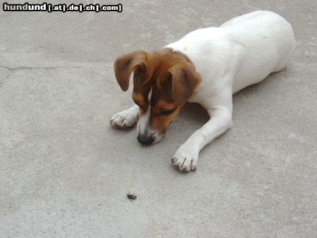 Jack-Russell-Terrier Hunde Foto 10160 Jack-Russell-Terrier Hey Mücke schon K.O. ? Ich will noch toben !