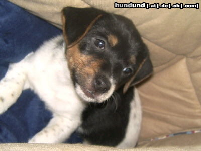 Jack-Russell-Terrier Hunde Foto 24895 Jack-Russell-Terrier Ich bin die Kira