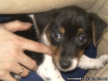 Jack-Russell-Terrier Hunde Foto 25840 Jack-Russell-Terrier KIRA : DARF ICH JRTZT MAMA ZU DIR SAGEN
