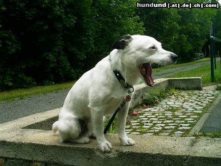 Jack-Russell-Terrier Hunde Foto 24336 Jack-Russell-Terrier Freki 4 Jahre