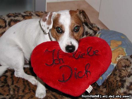 Jack-Russell-Terrier Hunde Foto 13661 Jack-Russell-Terrier Tomy