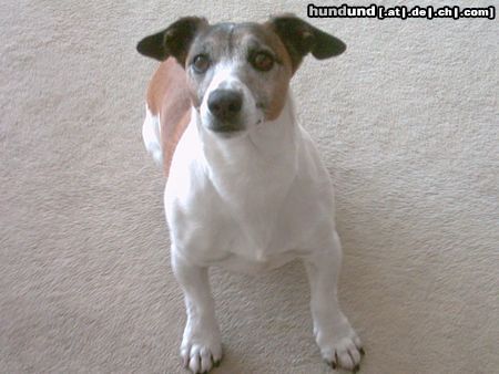 Jack-Russell-Terrier Hunde Foto 22177 Jack-Russell-Terrier Ich bin der Moritz - 10 Jahre alt und fit wie ein Turnschuh!