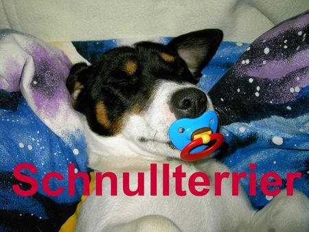 Jack-Russell-Terrier Hunde Foto 29382 Jack-Russell-Terrier SCHNULLTERRIER