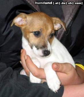 Jack-Russell-Terrier Hunde Foto 16700 in höherer Auflösung ansehen Jack-Russell-Terrier Lara