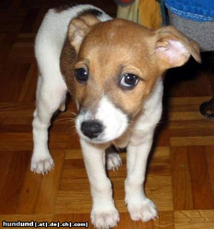 Jack-Russell-Terrier Hunde Foto 16701 in höherer Auflösung ansehen Jack-Russell-Terrier Lara