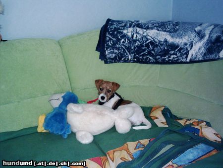 Jack-Russell-Terrier Hunde Foto 16141 Jack-Russell-Terrier Mein Spielzeug ist größer als ich, denn ich bin noch ein Baby und erst 3 Monate alt !!!