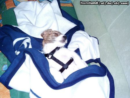 Jack-Russell-Terrier Hunde Foto 16142 Jack-Russell-Terrier Wenn es draussen kalt ist, mummele ich entweder alleine .....