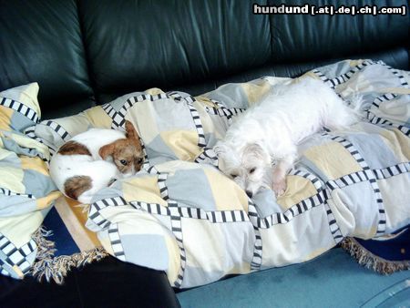 Jack-Russell-Terrier Hunde Foto 16143 Jack-Russell-Terrier ..... oder mit meiner Cousine Joy !!!