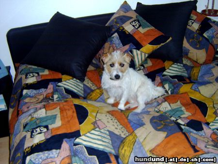 Jack-Russell-Terrier Hunde Foto 7724 Jack-Russell-Terrier Unsere Lena