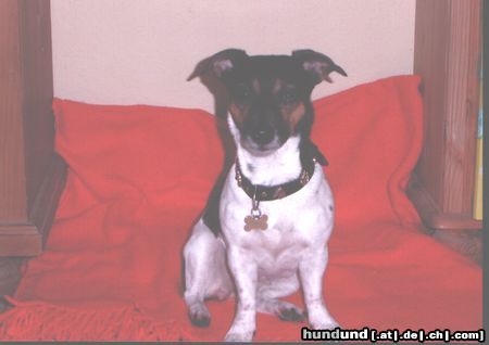 Jack-Russell-Terrier Hunde Foto 15923 Jack-Russell-Terrier Lena