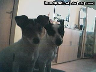 Jack-Russell-Terrier Hunde Foto 8415 Jack-Russell-Terrier Unser ganzer Stolz