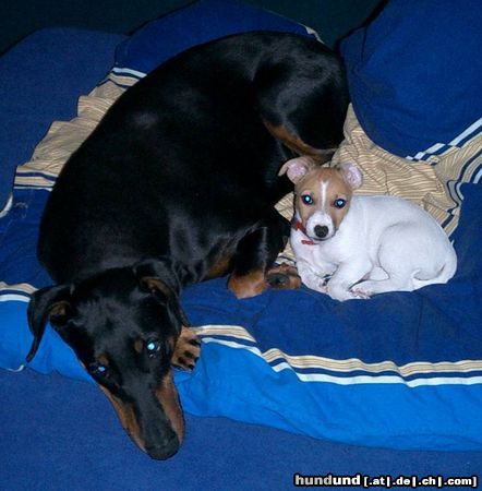 Jack-Russell-Terrier Hunde Foto 12550 Jack-Russell-Terrier unsere Leonie mit