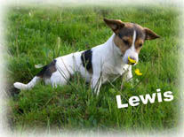 Jack-Russell-Terrier Hunde Foto 32047 Jack-Russell-Terrier Lewis (7 Monate) in den ersten Sonnenstrahlen