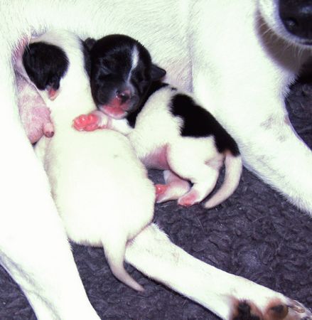Jack-Russell-Terrier Hunde Foto 31442 in höherer Auflösung ansehen Jack-Russell-Terrier Ich hab meine Schwester ja soooo lieb !!