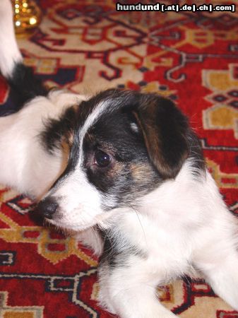 Jack-Russell-Terrier Hunde Foto 25337 in höherer Auflösung ansehen Jack-Russell-Terrier