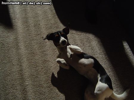 Jack-Russell-Terrier Hunde Foto 17756 Jack-Russell-Terrier