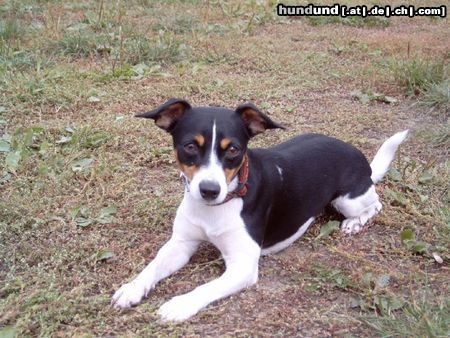 Jack-Russell-Terrier Hunde Foto 17757 Jack-Russell-Terrier