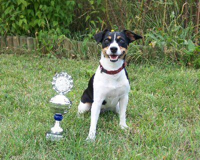 Jack-Russell-Terrier Hunde Foto 36401 Jack-Russell-Terrier Lotti nach Ihrer bestandenen Begleidhundeprüfung