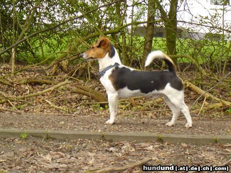 Jack-Russell-Terrier Hunde Foto 11256 Jack-Russell-Terrier Lucky 7 Monate