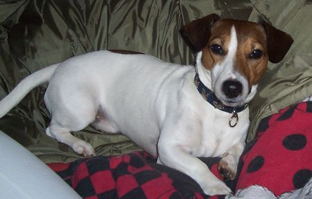Jack-Russell-Terrier Hunde Foto 33177 Jack-Russell-Terrier
