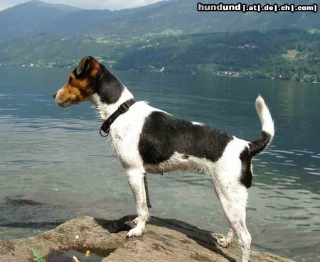 Jack-Russell-Terrier Hunde Foto 19064 Jack-Russell-Terrier Hier gibts eine Klasse Ausicht