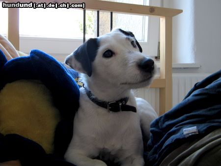 Jack-Russell-Terrier Hunde Foto 22721 Jack-Russell-Terrier Luna vom Ilmtal