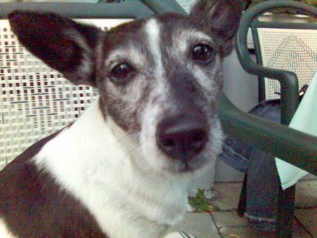 Jack-Russell-Terrier Hunde Foto 33833 in höherer Auflösung ansehen Jack-Russell-Terrier Das ist meine Patenhündin, Luna, sie wurde gestern überfahren!!!!!!!!!!!!!!