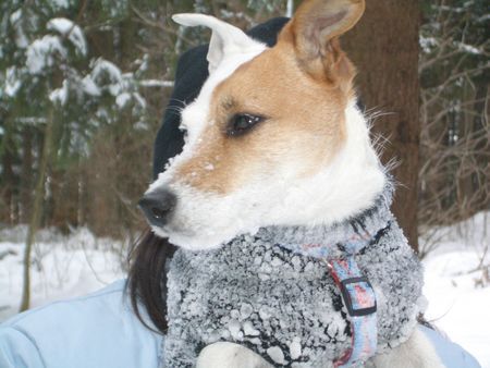 Jack-Russell-Terrier Hunde Foto 27855 Jack-Russell-Terrier Lusie im Schnee