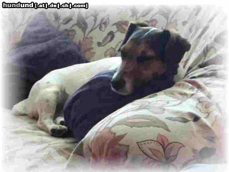 Jack-Russell-Terrier Hunde Foto 12465 Jack-Russell-Terrier