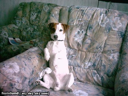 Jack-Russell-Terrier Hunde Foto 13736 Jack-Russell-Terrier das ist mein kleiner,frecher jack russel