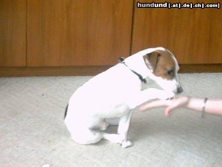 Jack-Russell-Terrier Hunde Foto 13737 Jack-Russell-Terrier drops