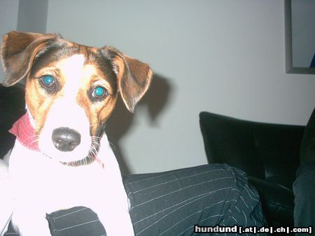 Jack-Russell-Terrier Hunde Foto 15009 Jack-Russell-Terrier ich bin Lissy, und wer bist du??
