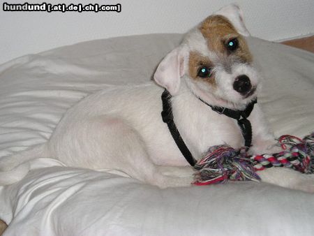Jack-Russell-Terrier Hunde Foto 12375 Jack-Russell-Terrier Meine kleine Joy