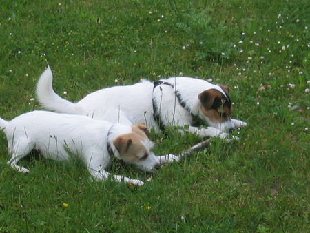 Jack-Russell-Terrier Hunde Foto 32120 Jack-Russell-Terrier Mascha & Polly 2