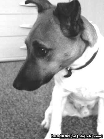 Jack-Russell-Terrier Hunde Foto 10441 Jack-Russell-Terrier Max