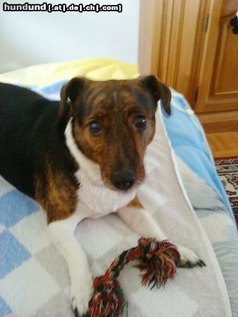 Jack-Russell-Terrier der beste Freund