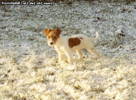 Jack-Russell-Terrier Hunde Foto 17298 Jack-Russell-Terrier Brrr, ist das vielleicht kalt !!!