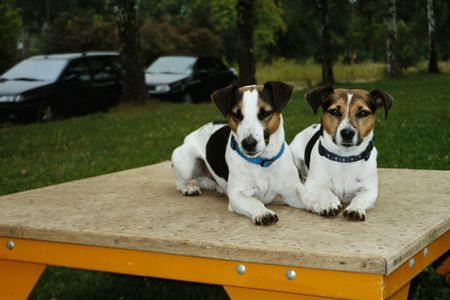 Jack-Russell-Terrier Hunde Foto 40893 Jack-Russell-Terrier Jack-Russell-Terrier Billy und Nikito