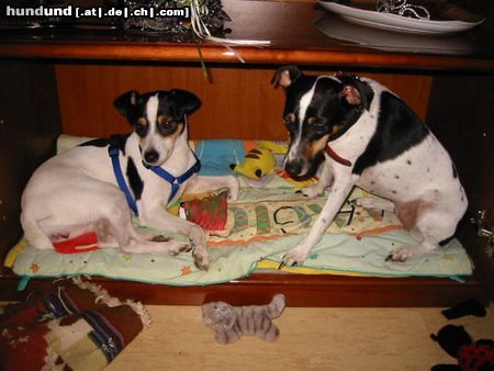 Jack-Russell-Terrier Unser Liebling