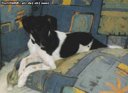 Jack-Russell-Terrier Hunde Foto 16078 in höherer Auflösung ansehen Jack-Russell-Terrier Mina mit 4 Monaten