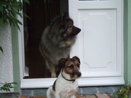 Jack-Russell-Terrier Hunde Foto 27407 Jack-Russell-Terrier Das ist der Sibirische Wolfsspitz (Molly) und mein Jack Russel Terrier (Whiskey)! Ein Herz und eine Seele die beiden!