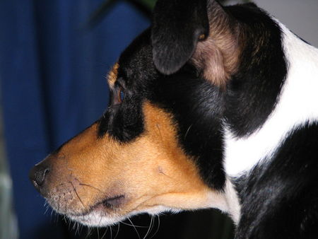 Jack-Russell-Terrier Hunde Foto 32690 Jack-Russell-Terrier darf der das?