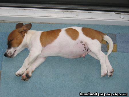 Jack-Russell-Terrier Hunde Foto 9597 Jack-Russell-Terrier Ein Schweinchen?