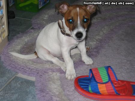 Jack-Russell-Terrier Hunde Foto 9598 Jack-Russell-Terrier Hab nichts getan...