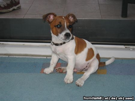 Jack-Russell-Terrier Hunde Foto 9599 Jack-Russell-Terrier Was?