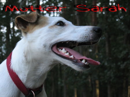 Jack-Russell-Terrier Hunde Foto 39599 Jack-Russell-Terrier sarah