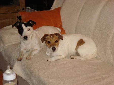 Jack-Russell-Terrier Nelli und Starski Grüßen alle ihre Welpen und die Besitzter