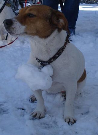 Jack-Russell-Terrier Hunde Foto 41593 in höherer Auflösung ansehen Jack-Russell-Terrier Nelli nach einem Winterspaziergang